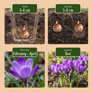Blauwe krokus bloembollen, Crocus Blue, foto 4