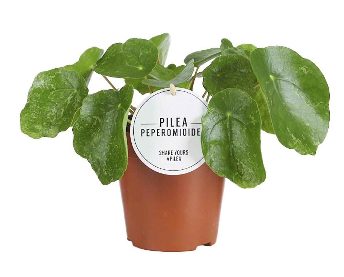 Productfoto van Pilea Sugar