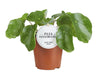 Pilea Sugar