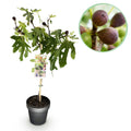 Ficus carica Little Miss Figgy, plant in pot