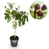 Ficus carica Little Miss Figgy
