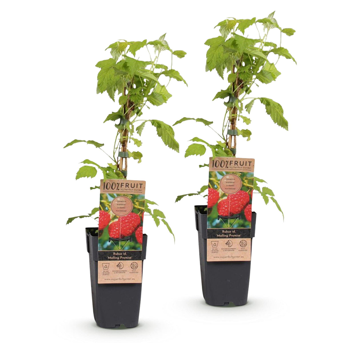 Frambozenplant Malling Promise, fruitgewas voor de tuin, kenmerkend blad