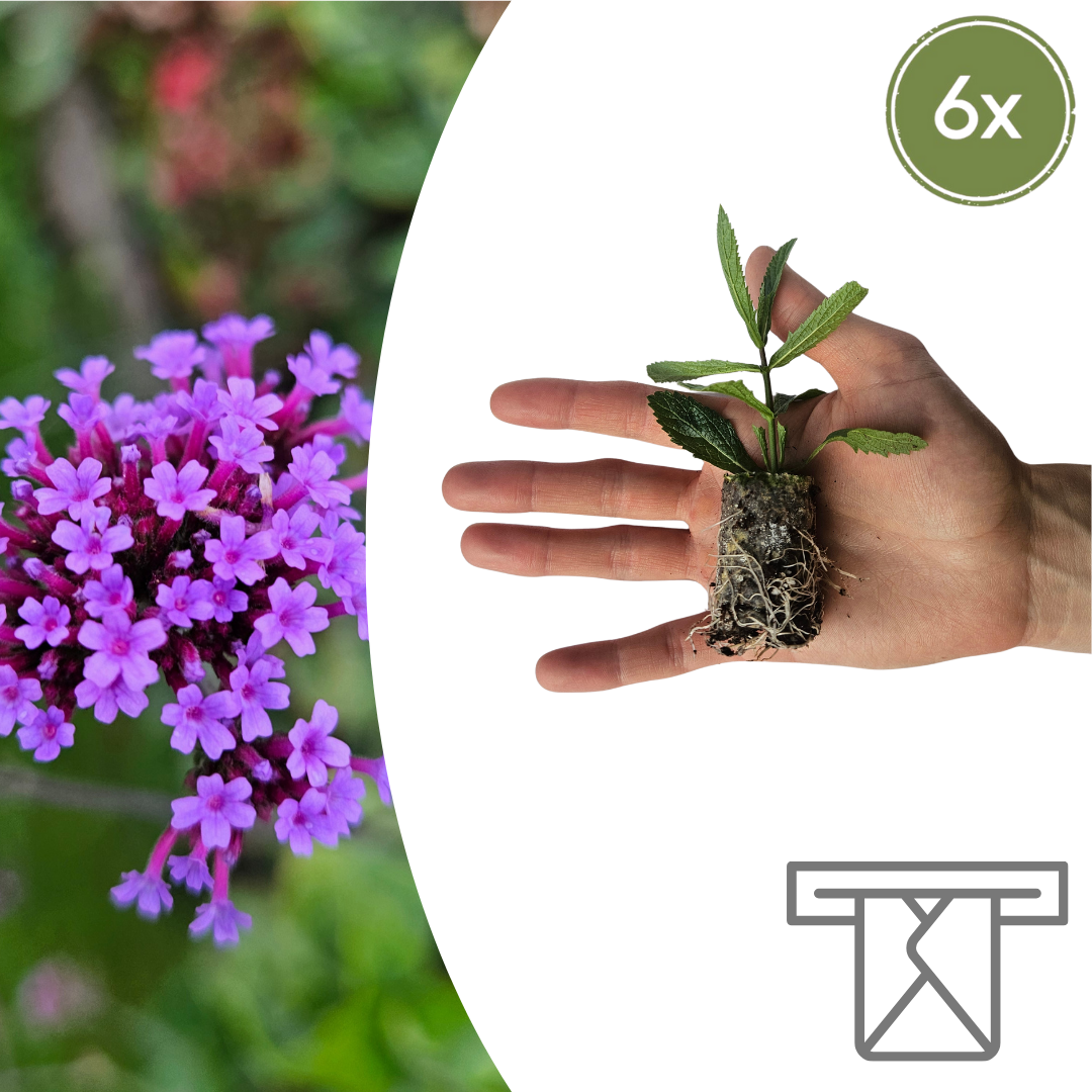 Verbena – 6 Pluggen | Kweek & Geniet van Prachtige Verbena, kenmerkend blad