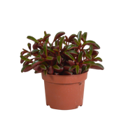 Peperomia graveolens - zonder pot