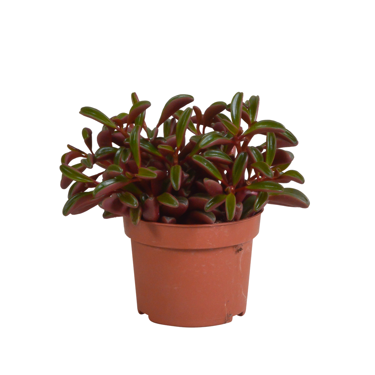 Peperomia graveolens - zonder pot, plant in pot