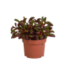 Peperomia graveolens - zonder pot