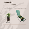 Lavendel Lavandula 'Munstead', geurend, 6 pluggen