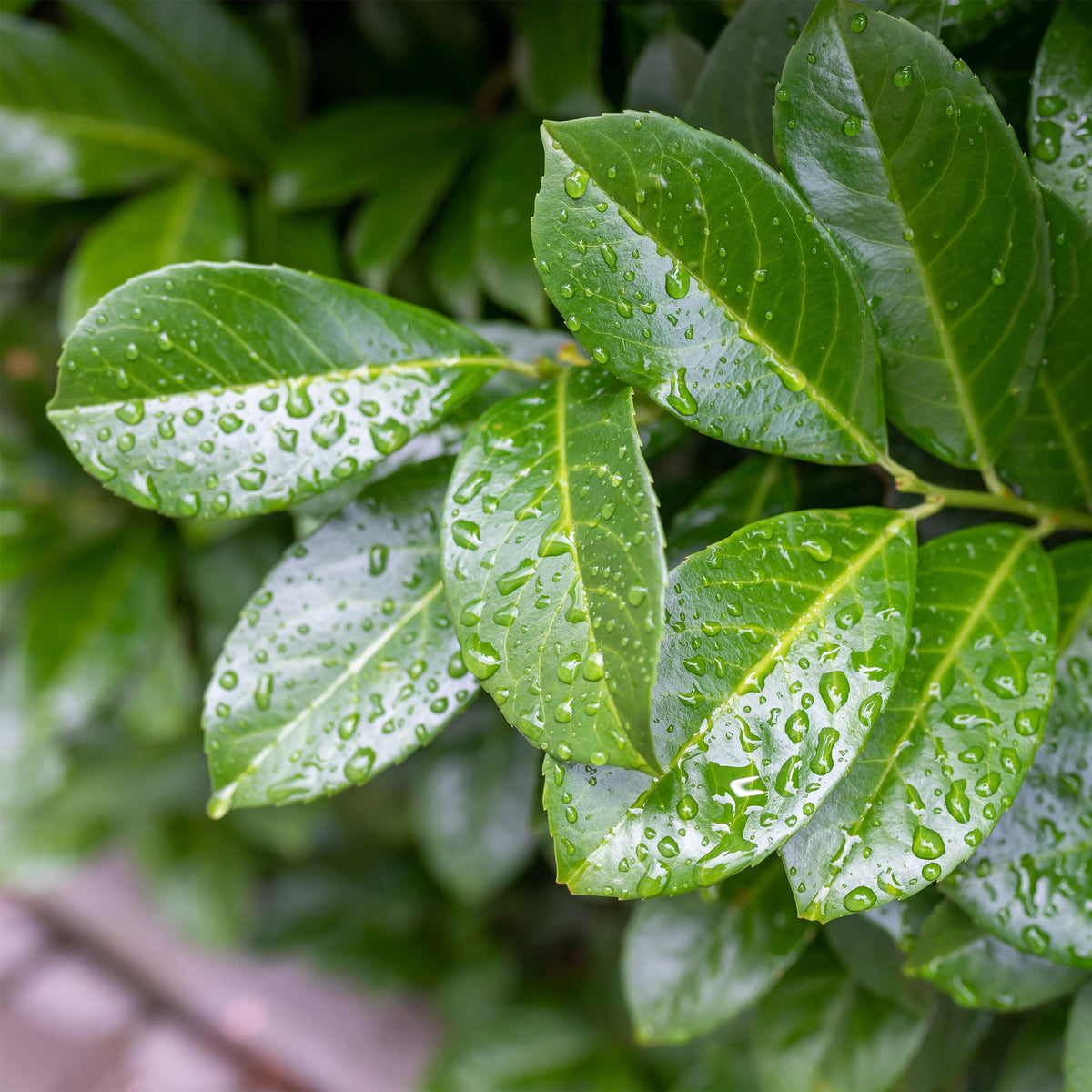 Prunus lauroverasus Etna®, groene bladeren