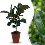 Rubberplant (Ficus Elastica Cloe), detail van het blad