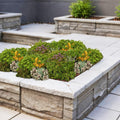 Sedum mat - 2 stuks, plant in pot