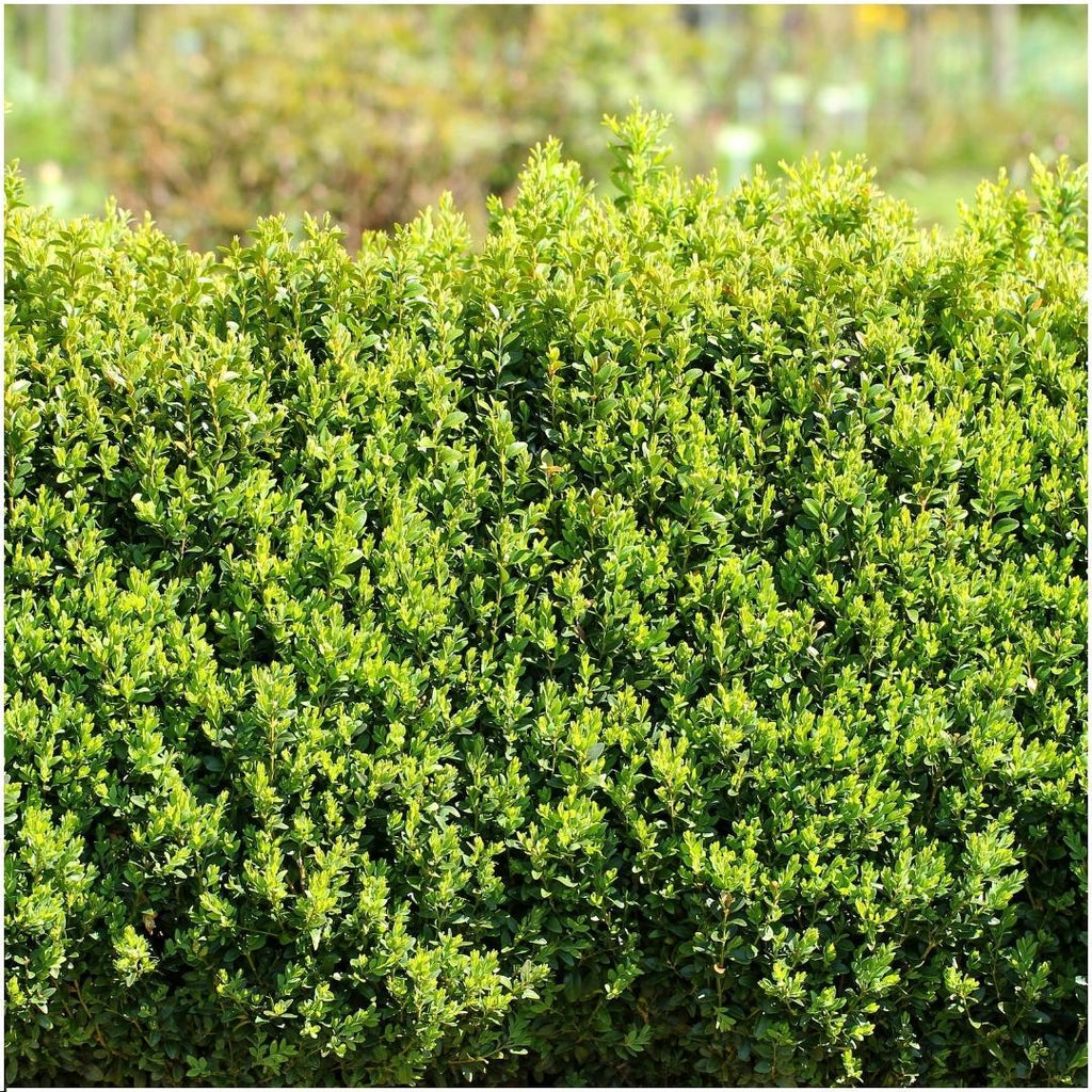 Productafbeelding van Pureplant