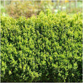 Productafbeelding van Pureplant