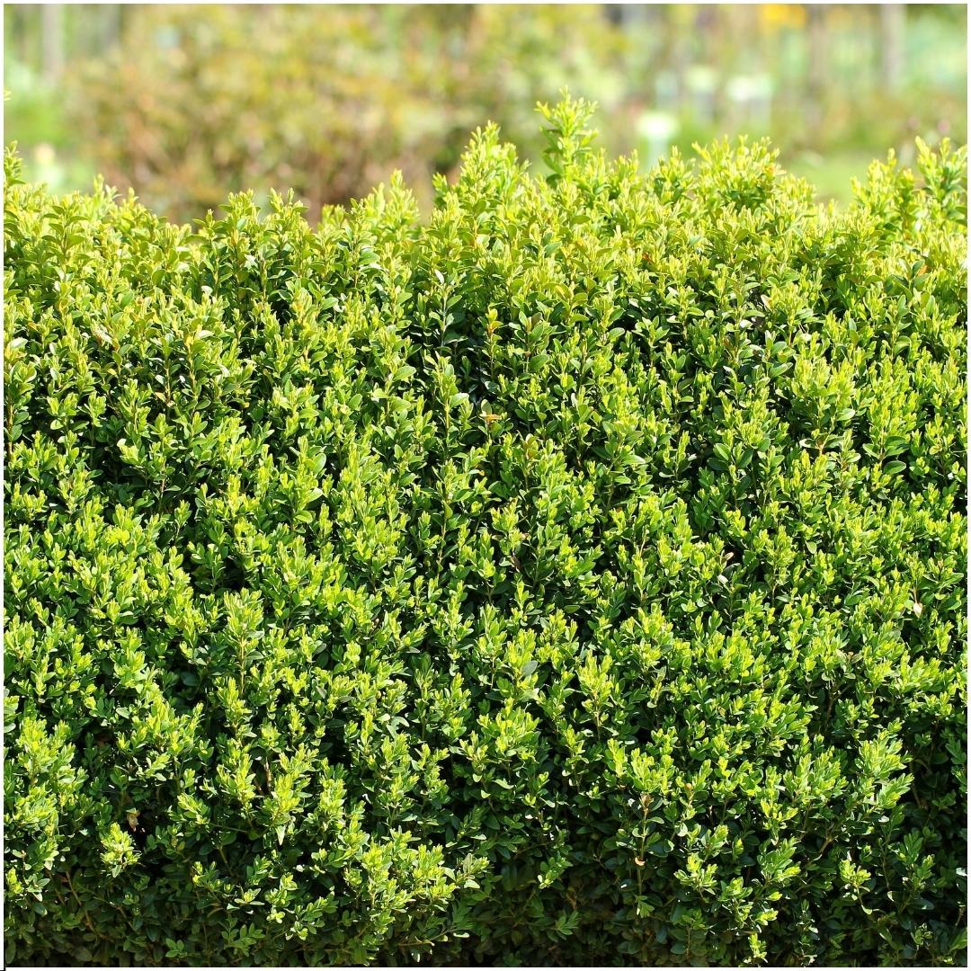 Productafbeelding van Pureplant