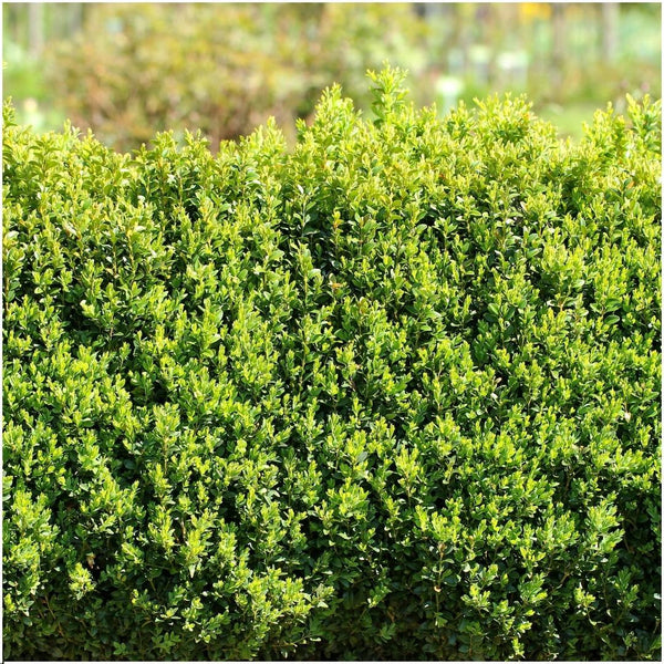 1 meter Buxus Sempervirens