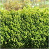 1 meter Buxus Sempervirens