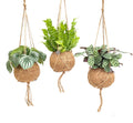 Productfoto van Kokodama Jungle Mix - 3 stuks