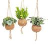 Kokodama Jungle Mix - 3 stuks