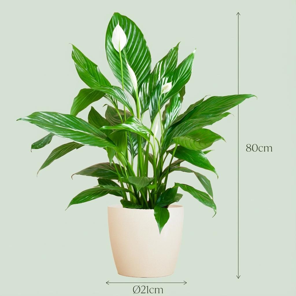 Spathiphyllum met witte pot, groene bladeren