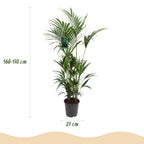 Howea Forsteriana, groene bladeren