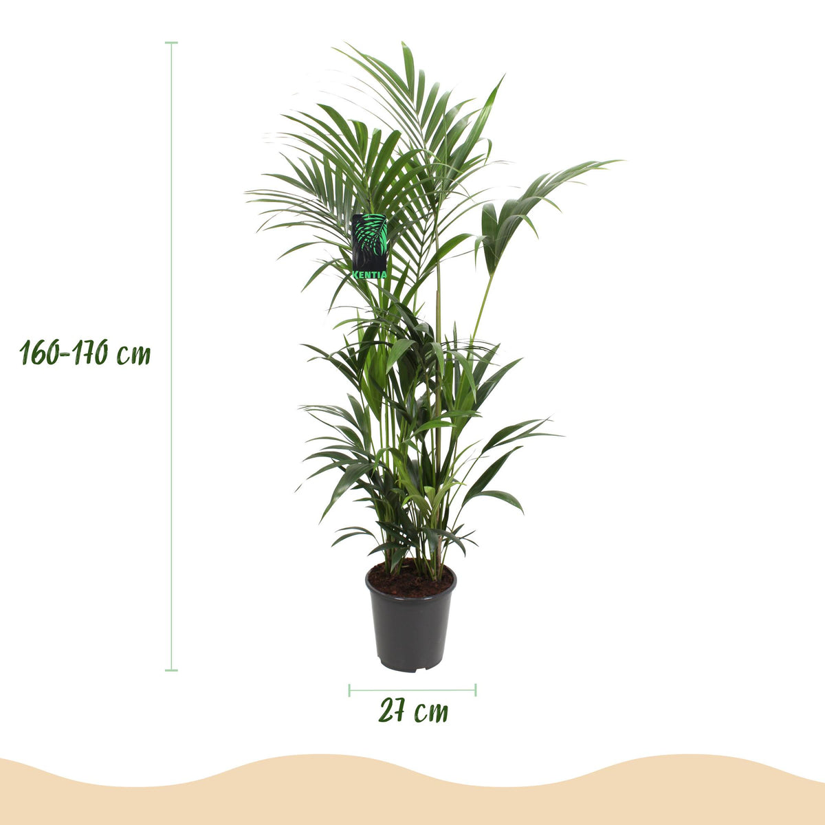 Howea Forsteriana, groene bladeren