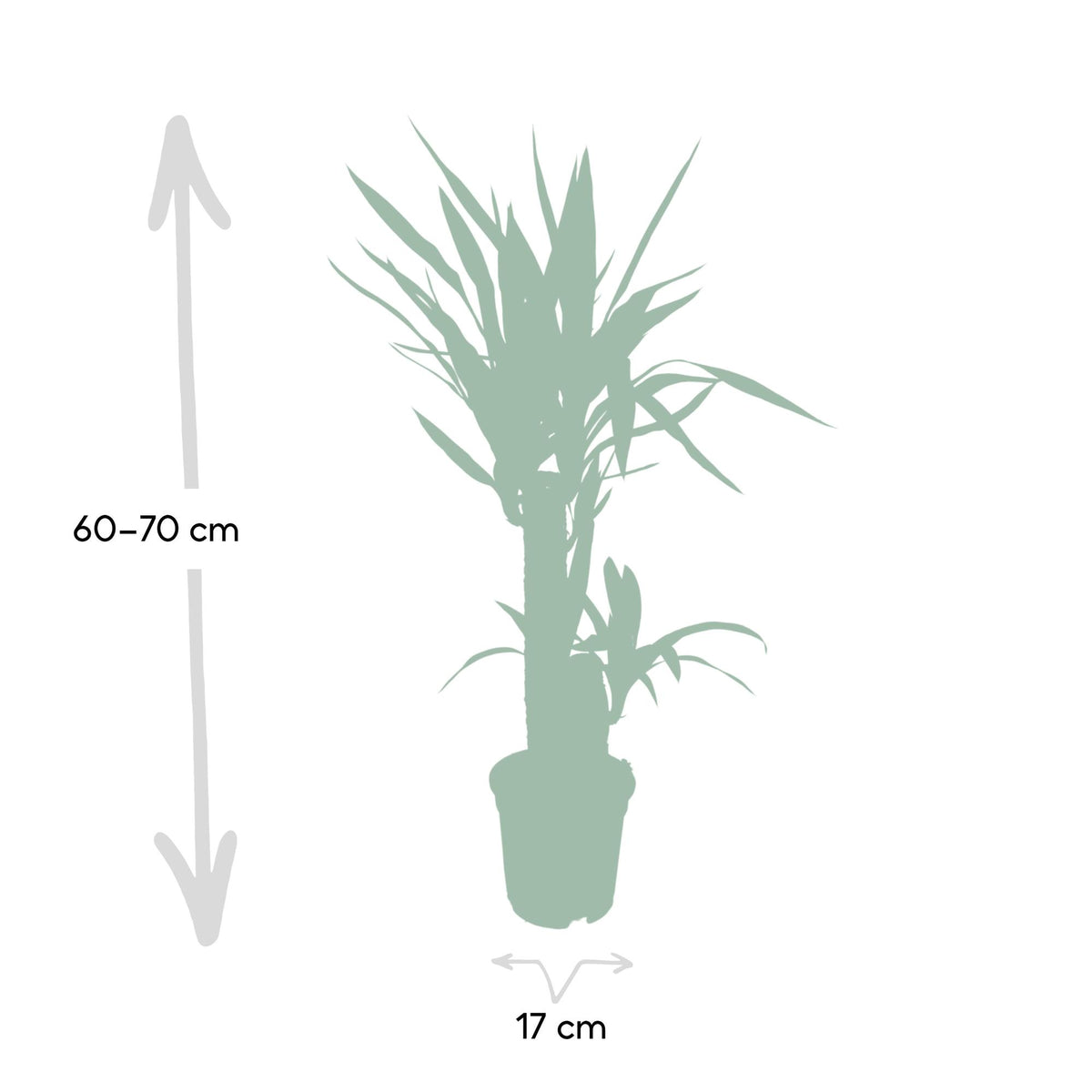 Yucca elephantipes, stekelig blad op stam, 85 cm hoog, groeiwijze van de plant
