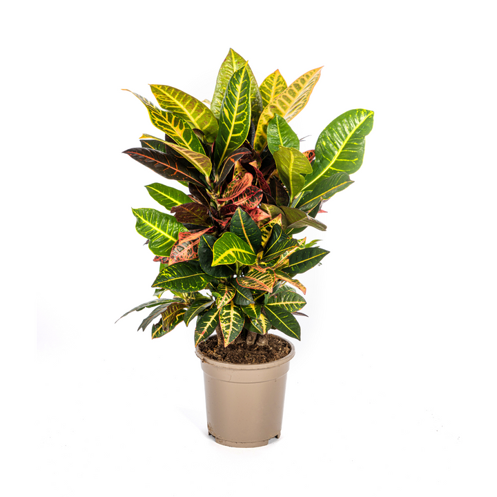Codiaeum &