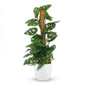 Monkey Mask (Monstera Adansonii Mosstok) met witte pot, detail van het blad