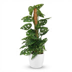 Monkey Mask (Monstera Adansonii Mosstok) met witte pot, detail van het blad