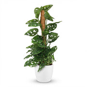 Monkey Mask (Monstera Adansonii Mosstok) met witte pot