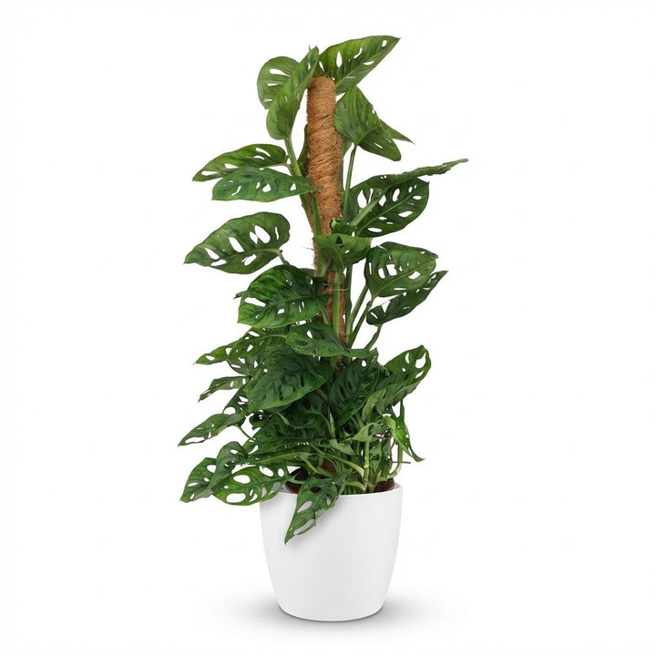 Monkey Mask (Monstera Adansonii Mosstok) met witte pot