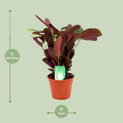 Ctenanthe Amagris