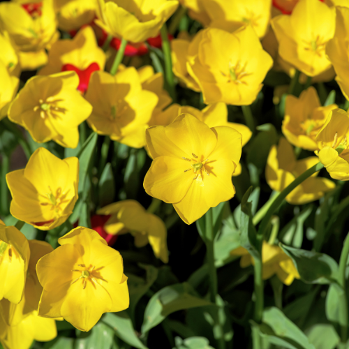 Detailfoto van Tulpenbollen Strong Gold, gele tulp, 20 stuks