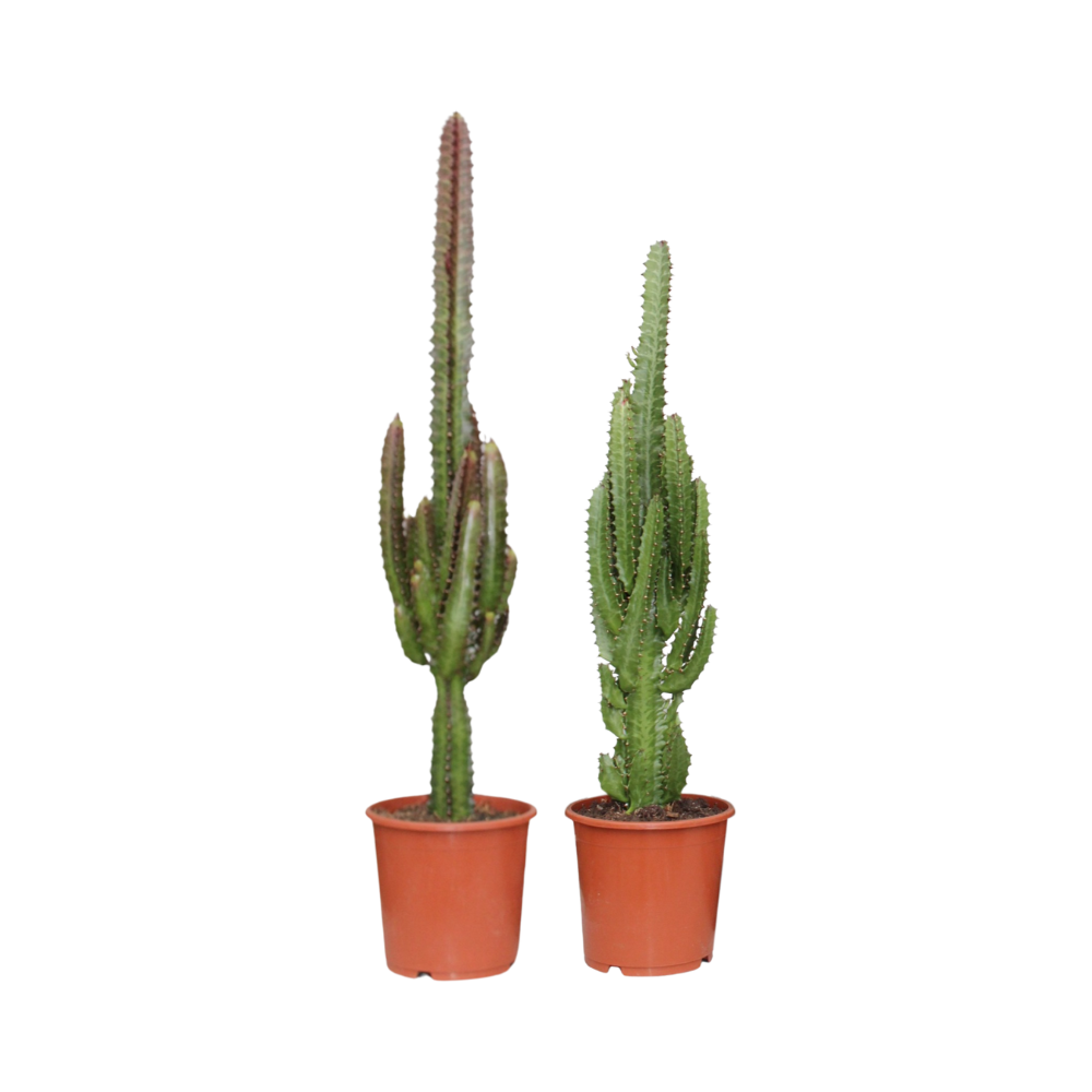 Productfoto van Euphorbia Groen / Rood - 2 stuks