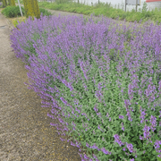 Kattenkruid Nepeta, aromatisch, zelf kweken, 6 pluggen