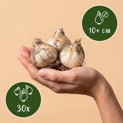 Sierui Allium &