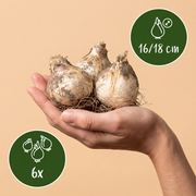 Sierui Allium &