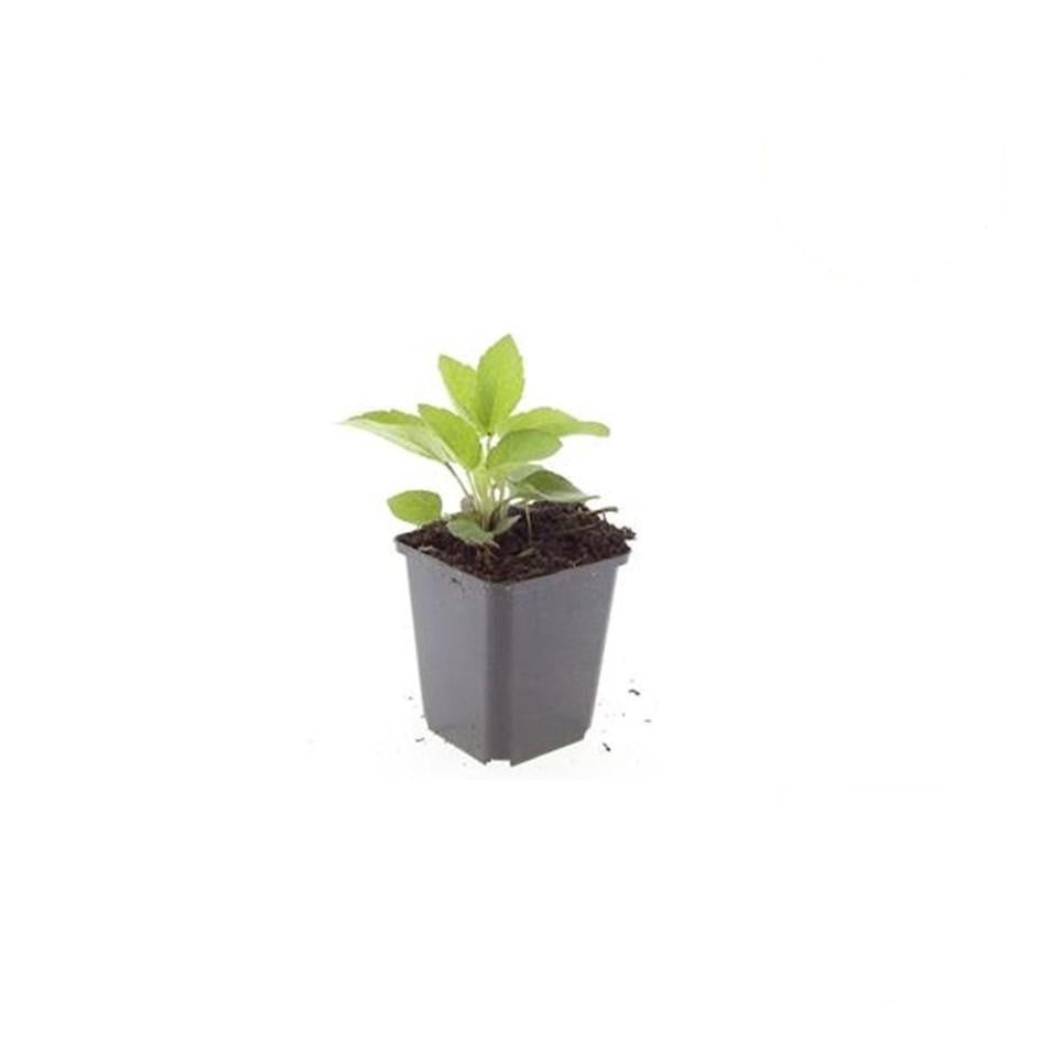 Rudbeckia fulgida 'Goldsturm', groene bladeren