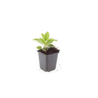 Rudbeckia fulgida 'Goldsturm', groene bladeren