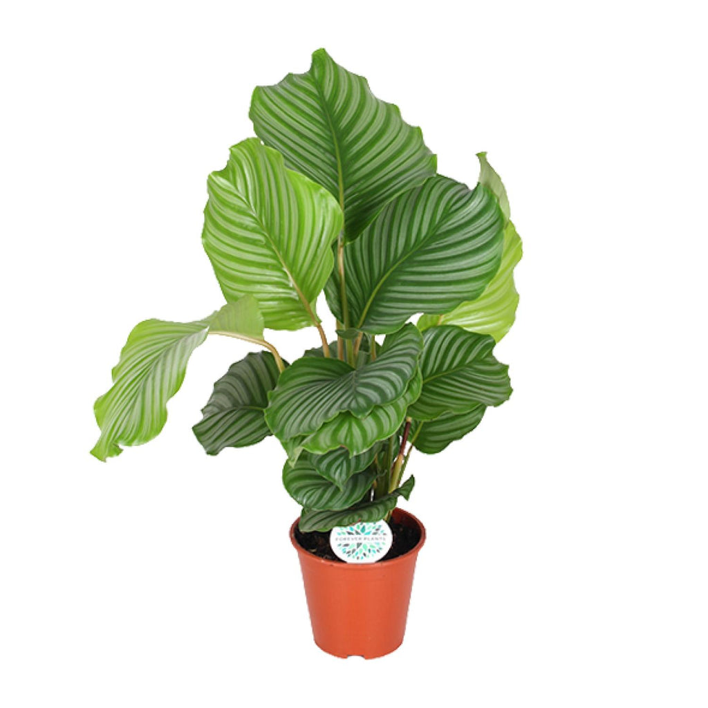 Calathea Orbifolia, plant in pot