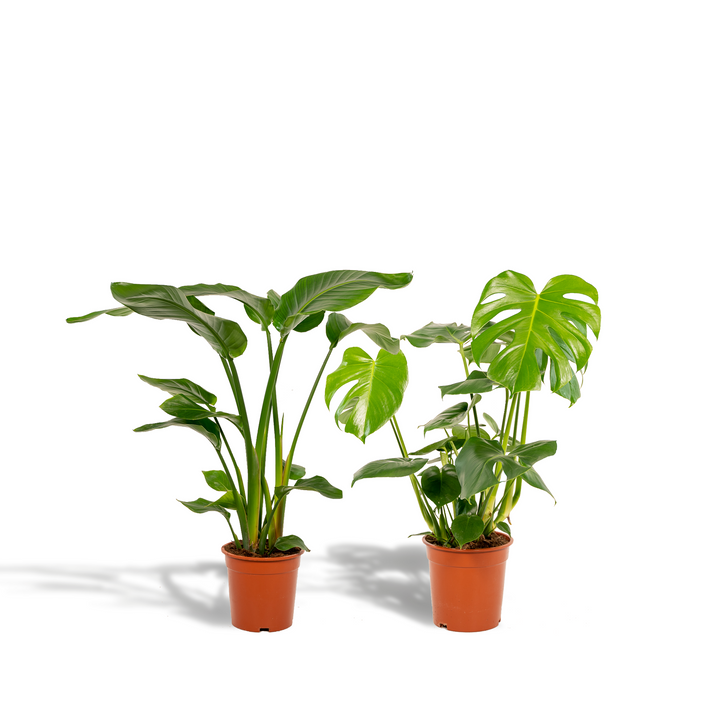 Strelitzia Nicolai