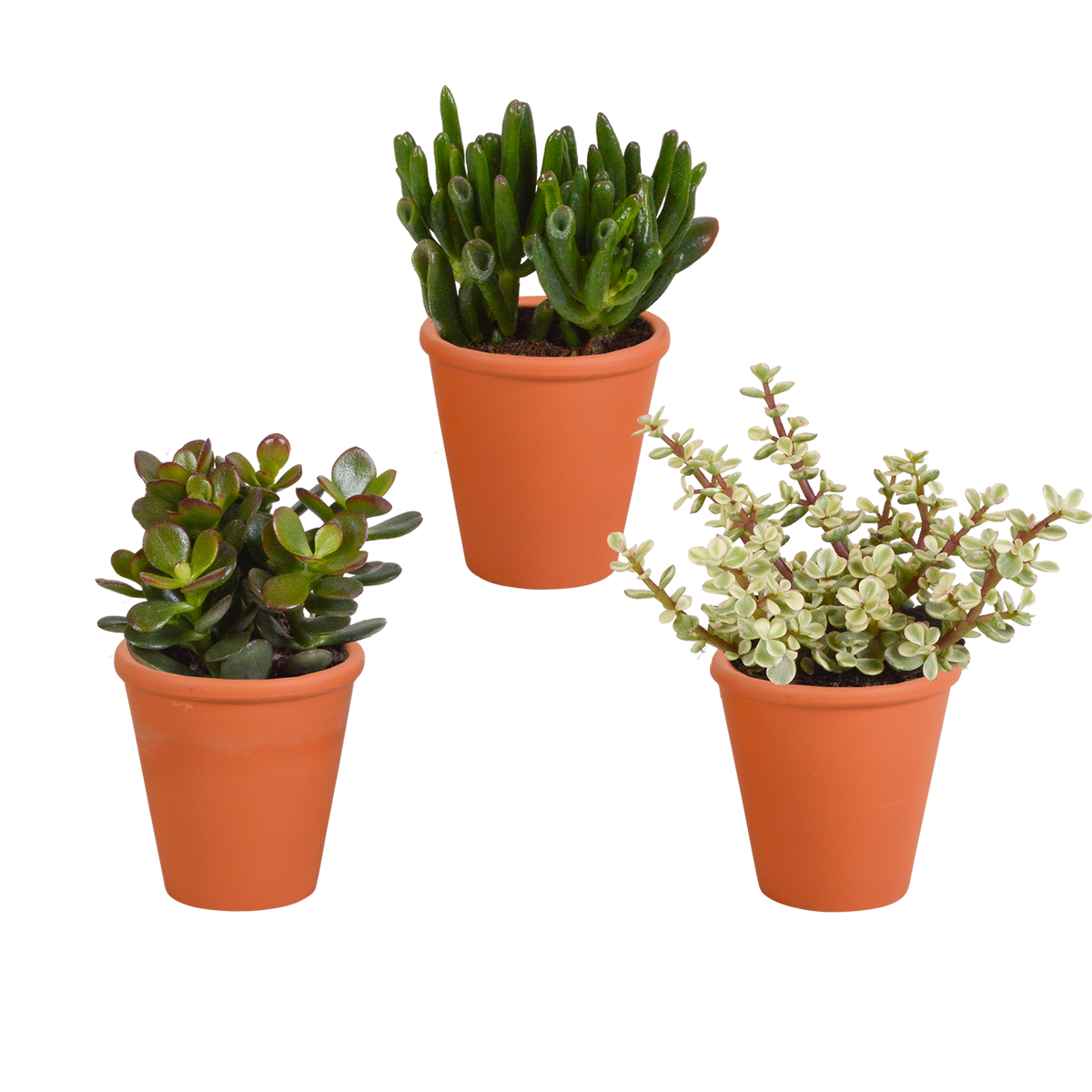 Productafbeelding van Pureplant