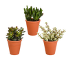 Crassula mix
