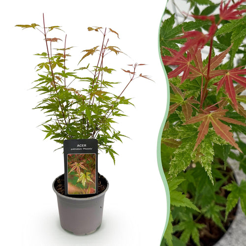 Acer palmatum Phoenix, 35 cm hoog, compacte plant