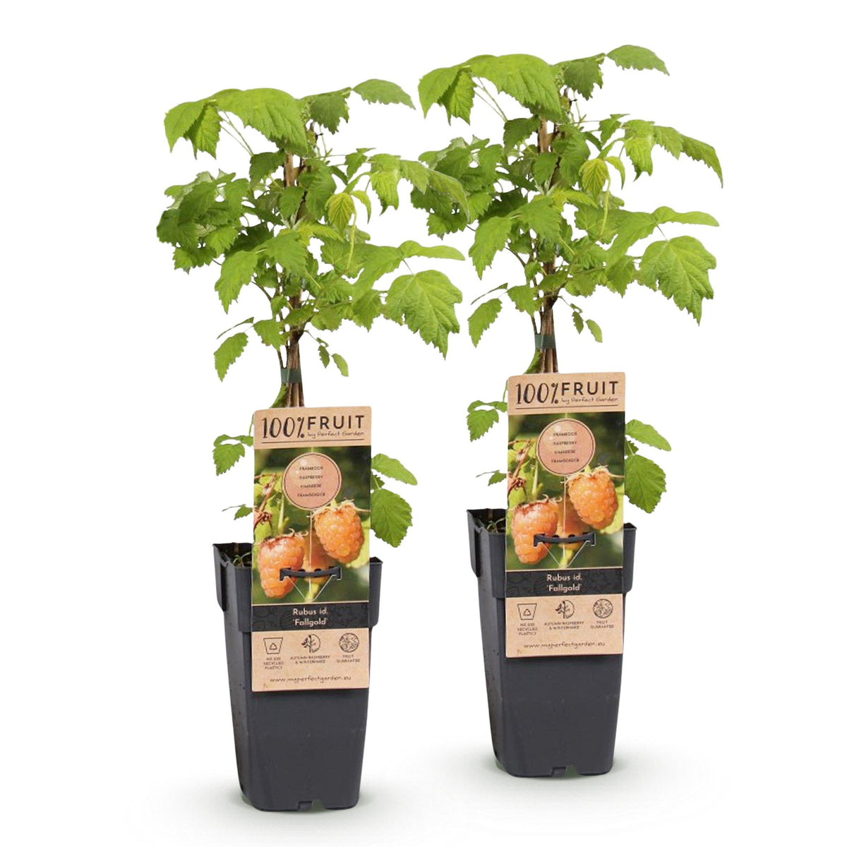 Frambozenplant Fallgold, fruitgewas voor de tuin, detail van het blad
