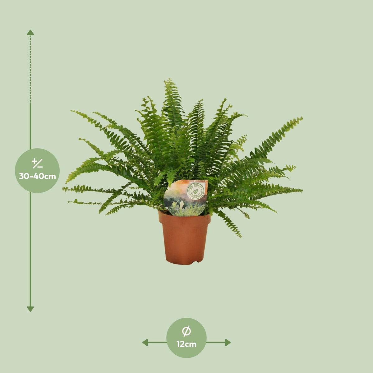 Nephrolepis Green Lady, kenmerkend blad