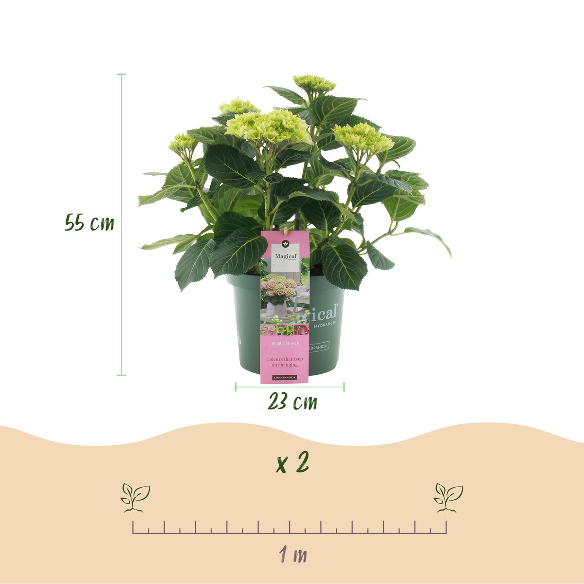 Hortensia Hydrangea Magical Jewel Pink, groene bladeren