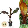 4x Bananen plant