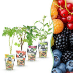 Fruitplanten rainbow mix, rode bes, gele framboos, zwarte braam en blauwe bes, groene bladeren