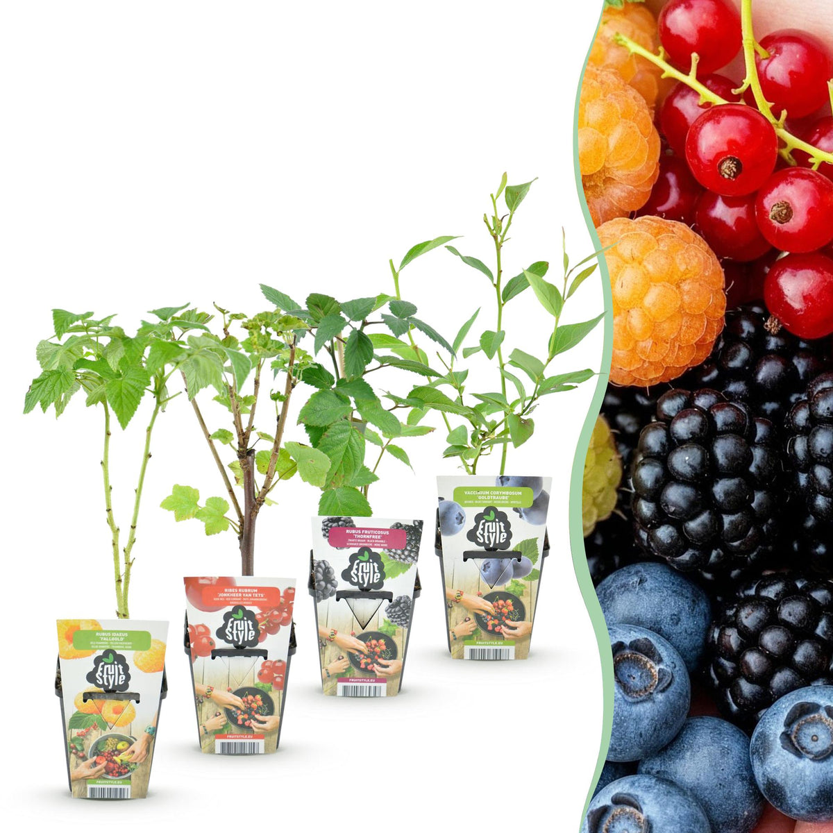 Fruitplanten rainbow mix, rode bes, gele framboos, zwarte braam en blauwe bes, groene bladeren
