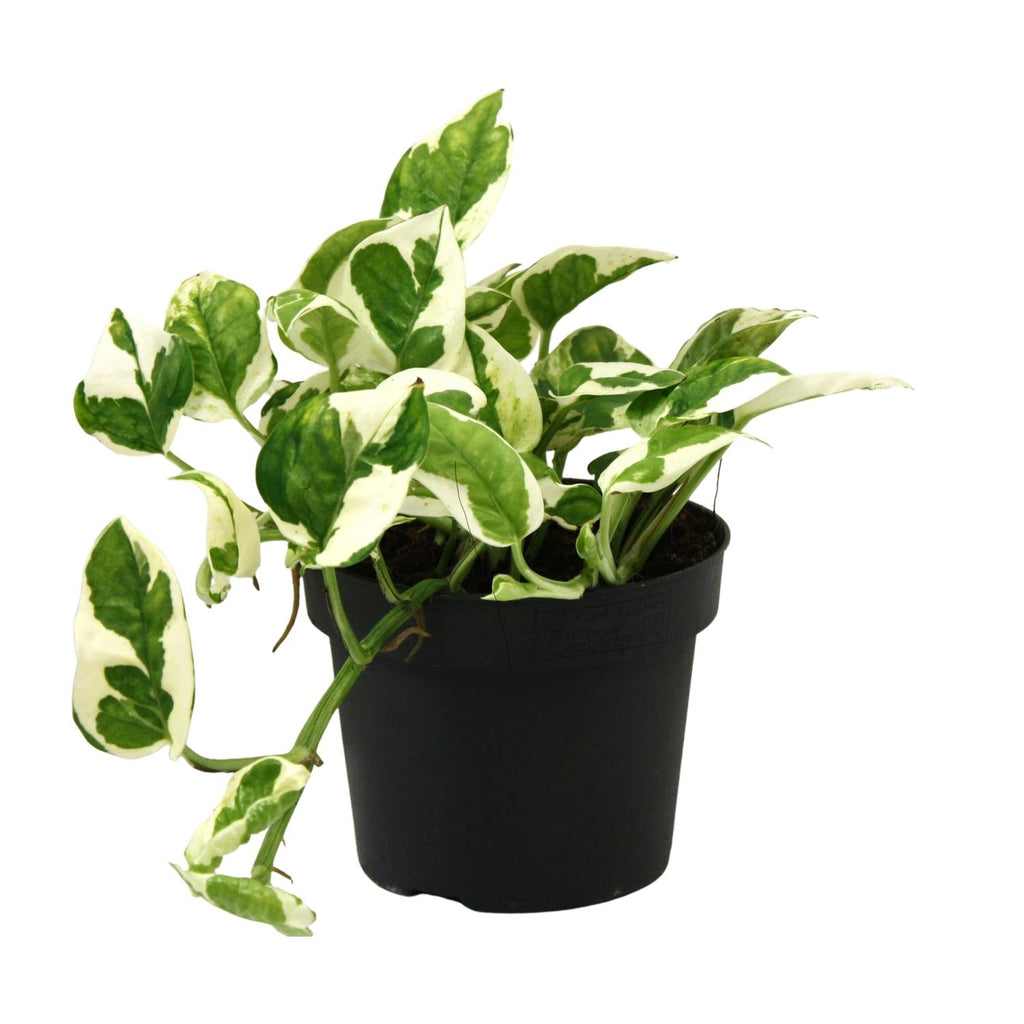 Productfoto van Scindapsus (Epipremnum) N'joy
